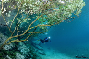 Under the tree by Raoul Caprez 